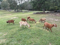The goats were friendly and well behaved.