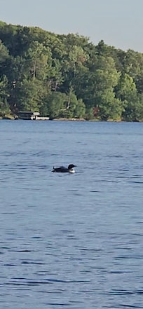 Loon on the lake
