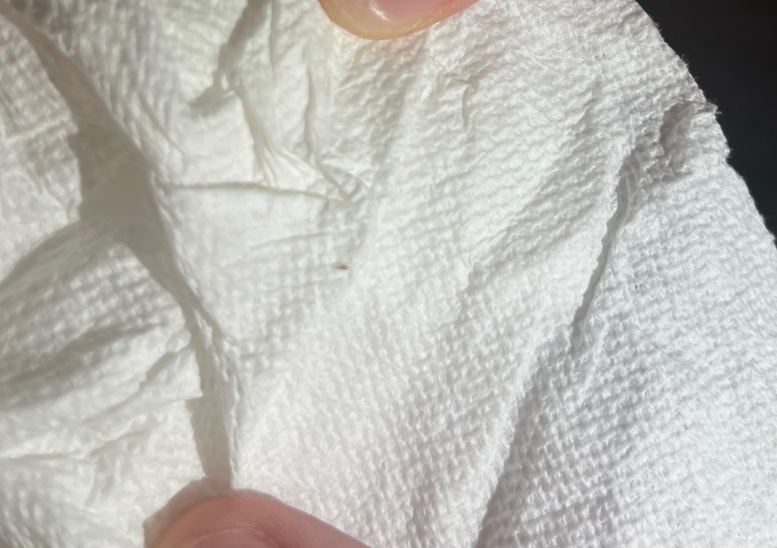 Nymph bed bug found near the bed in the unit