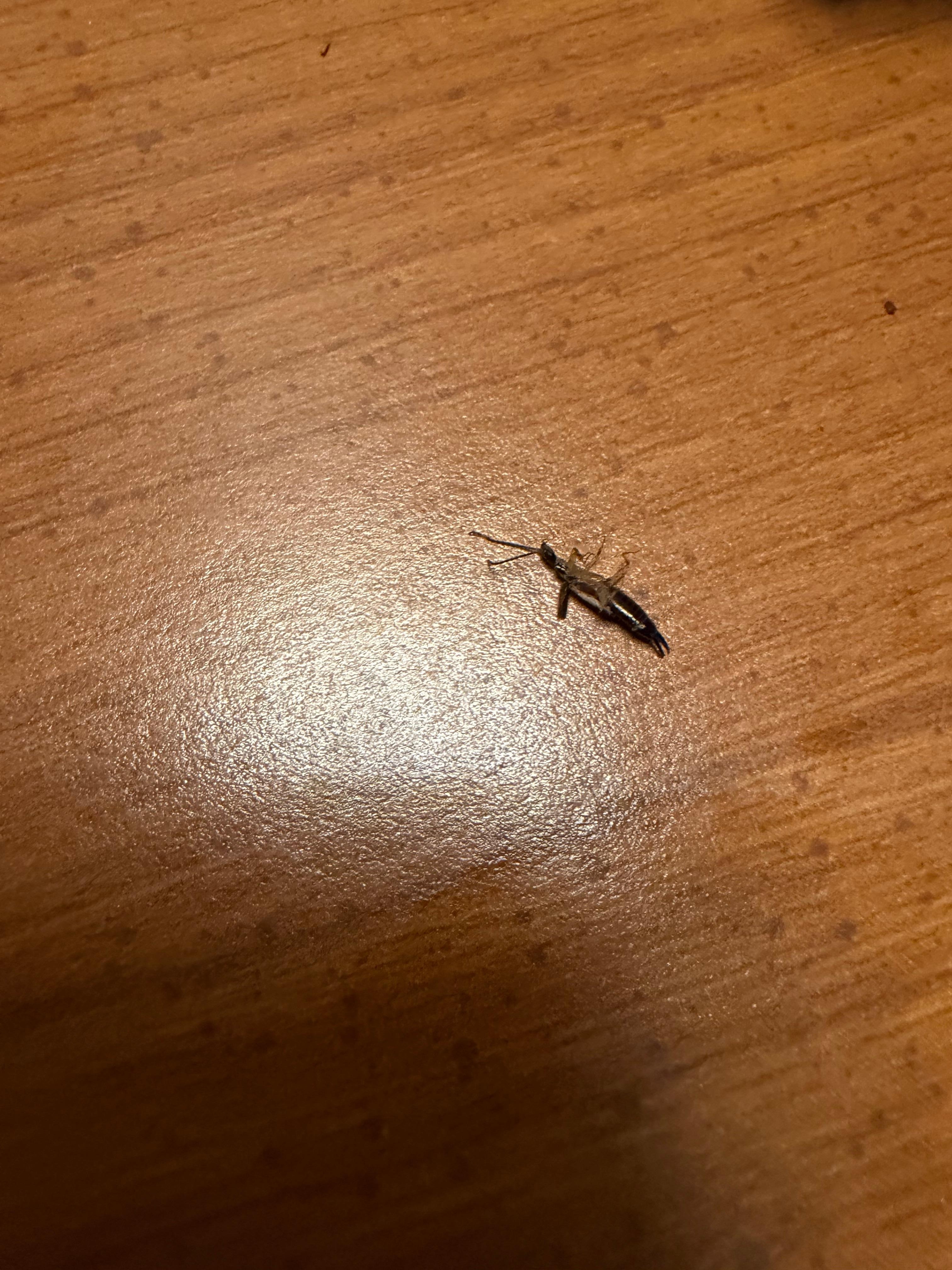 This bug was crawling across my eyebrow, that’s when we decided to pack up & find a suitable hotel. 