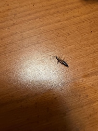 This bug was crawling across my eyebrow, that’s when we decided to pack up & find a suitable hotel.