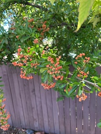 Wonderful trees and greens.