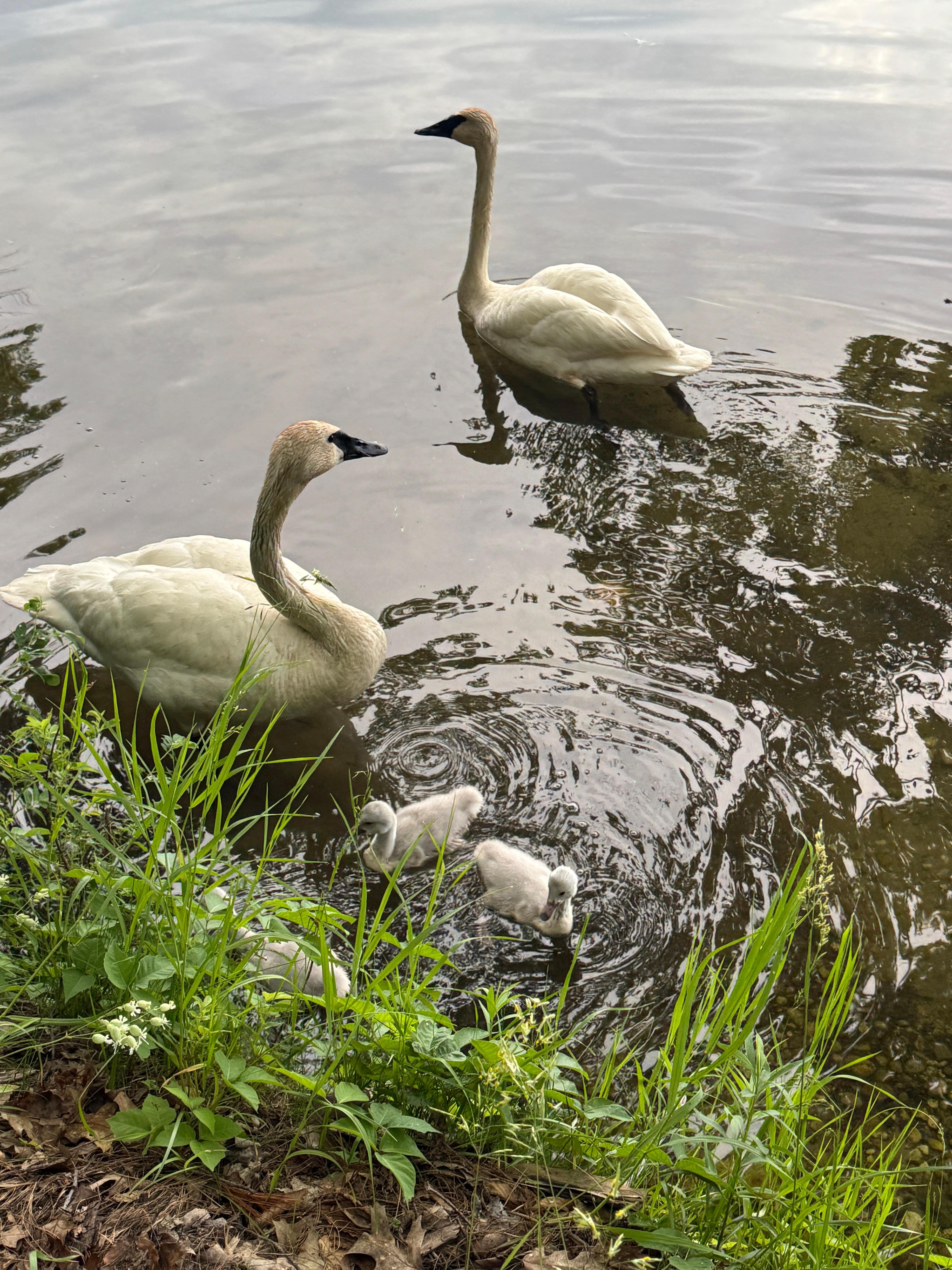Swan family with three cygnets coming for a visit.  