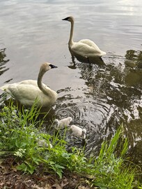 Swan family with three cygnets coming for a visit.