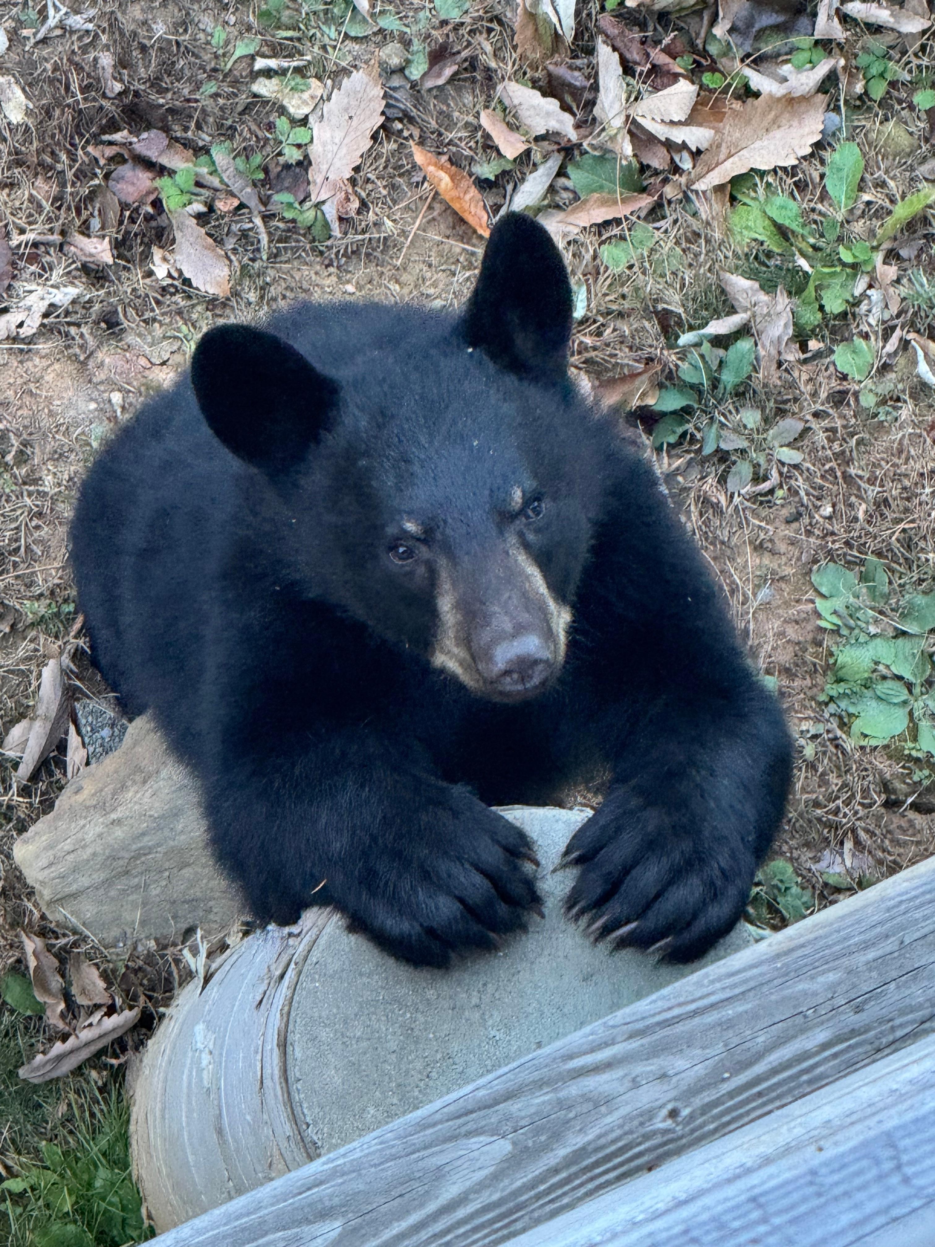 Excuse me, but do you by chance have my picnic basket?