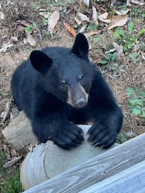 Excuse me, but do you by chance have my picnic basket?