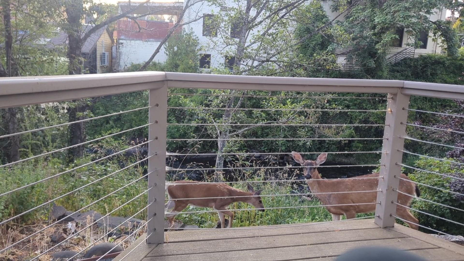 Deer visiting while I sit on the back porch