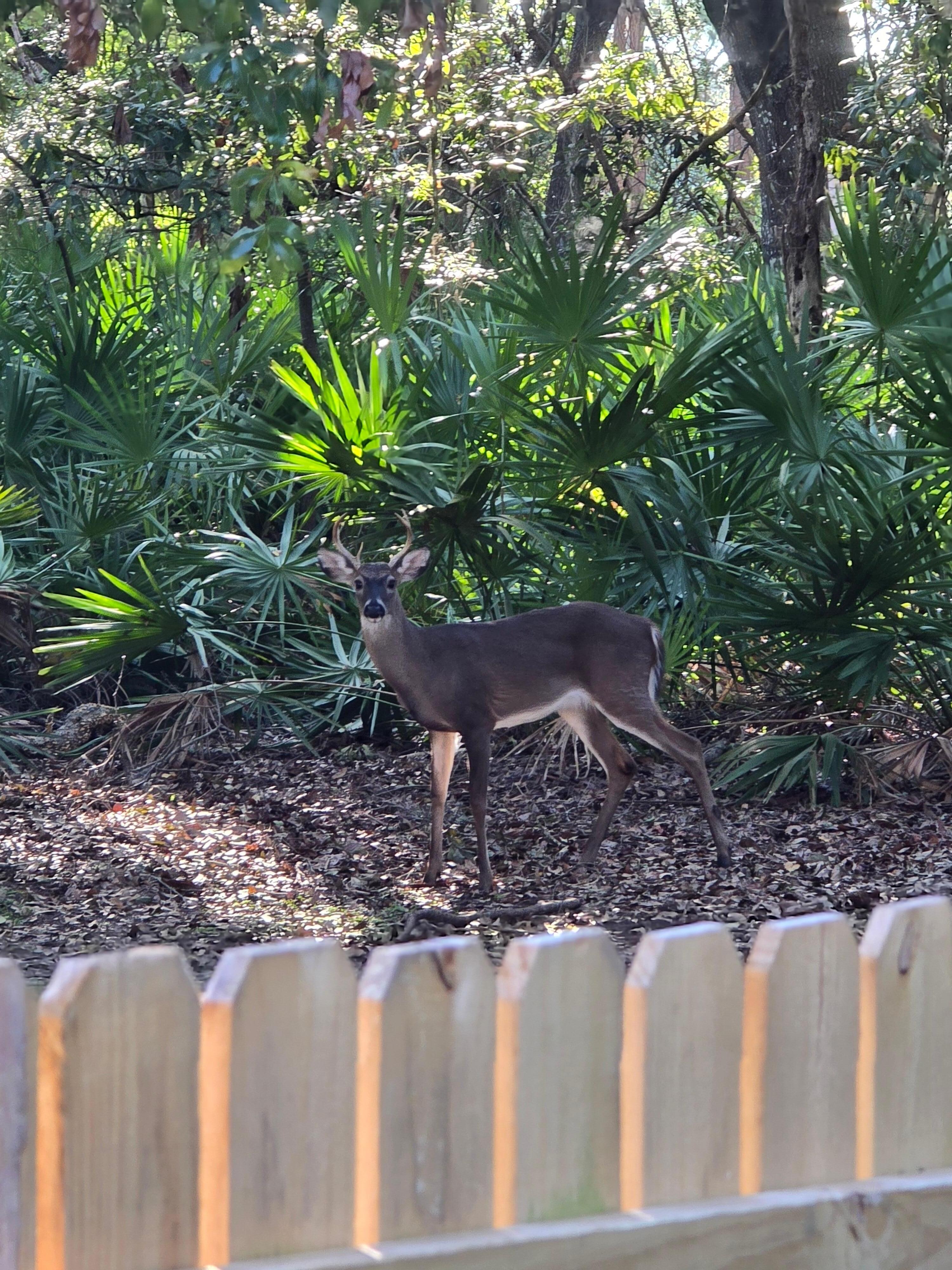 One of our many deer visitors.