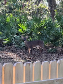 One of our many deer visitors.