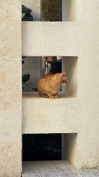 adorable guest greeter