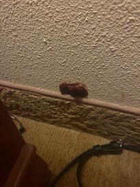 Found this in wall and sent message to staff to see what it is was and they never replied.