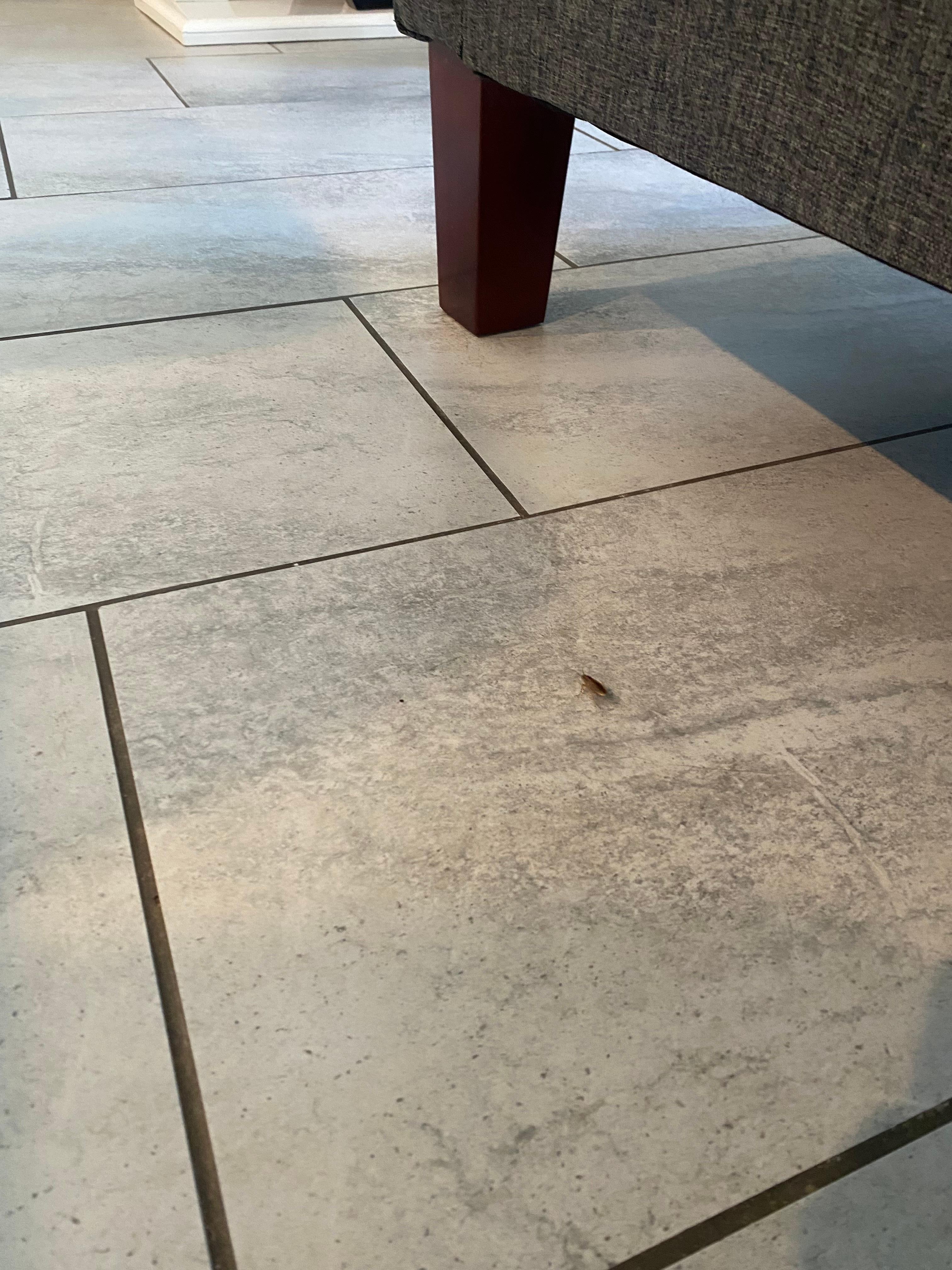 Roach 2