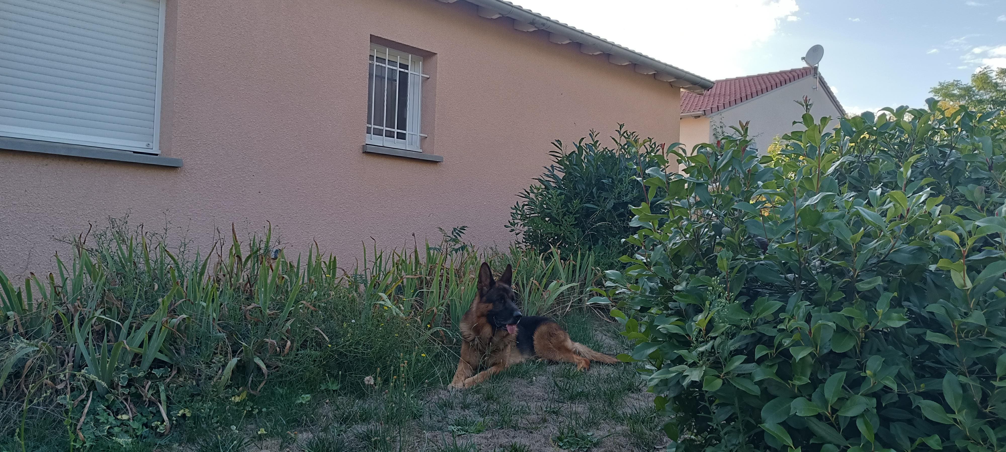 parfait pour notre chien