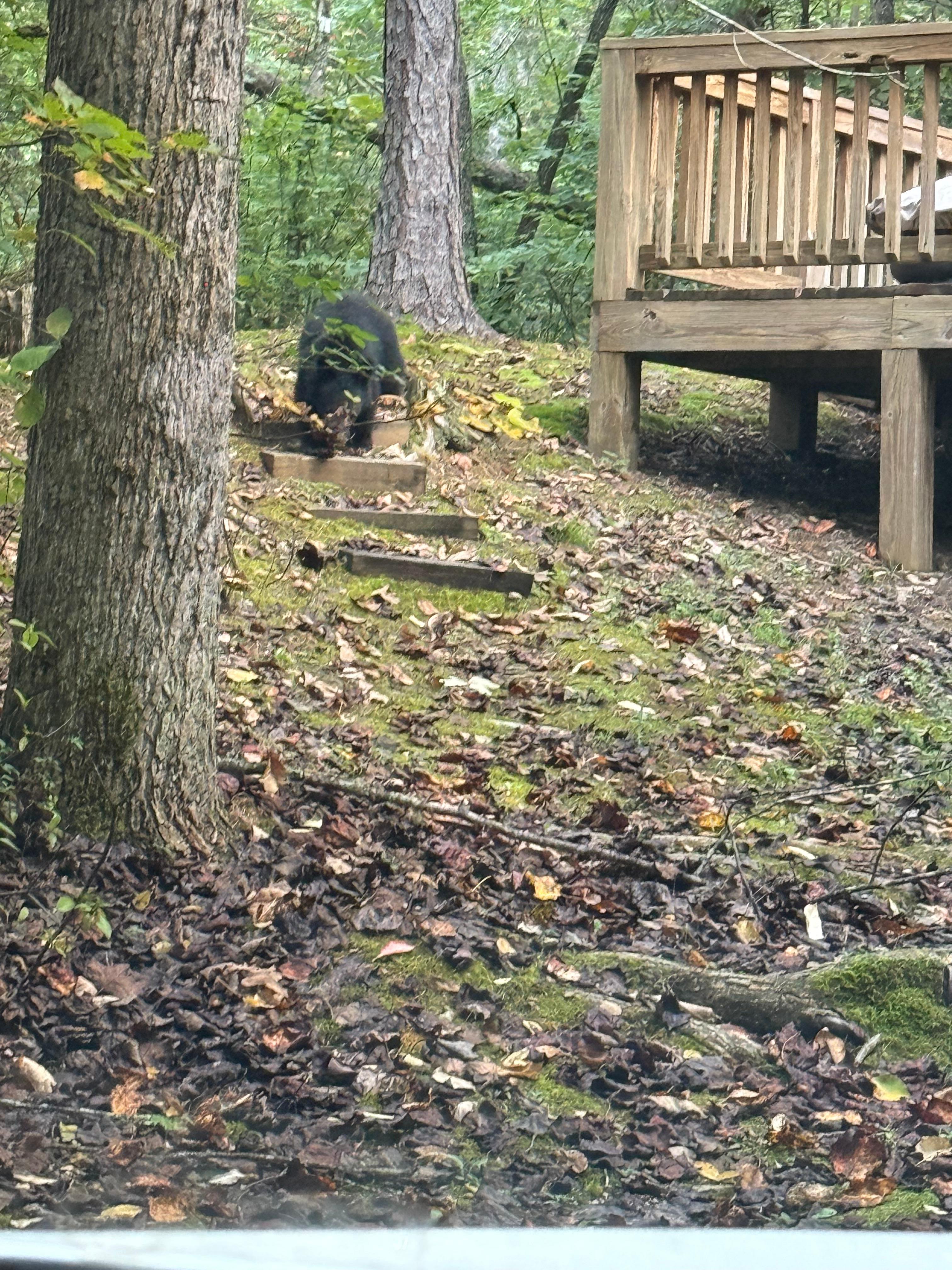 Bear outside of the Cabin!