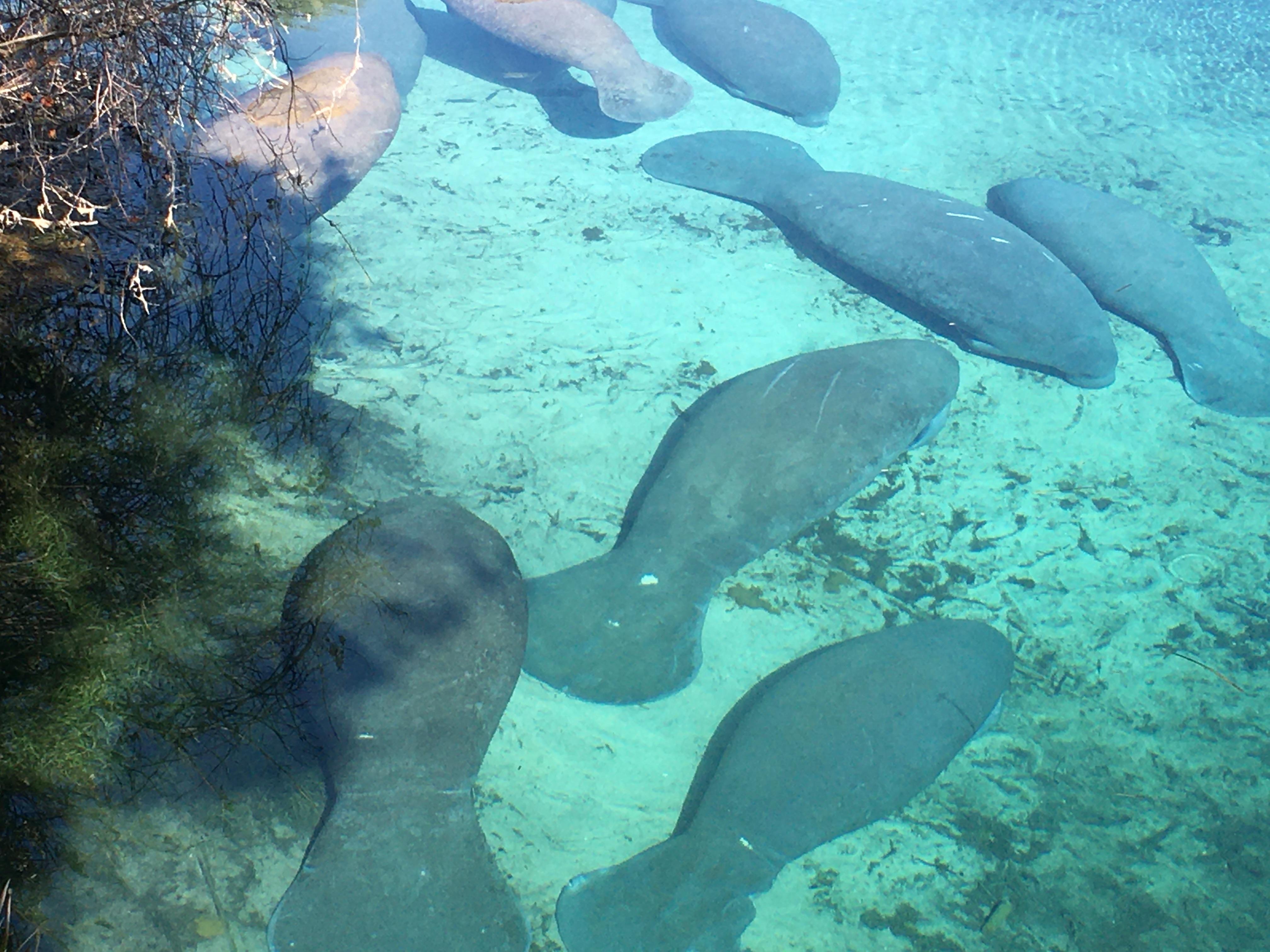 We saw the manatees in Crystal River and Weeki Wachee.  Spend time at Three Sisters Springs in Crystal River.  