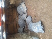 Permanent residents
