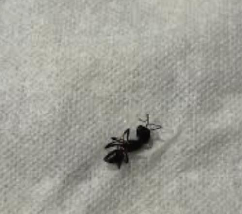 Dead ant on bed. 