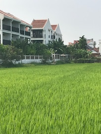 View of property from path through rice fields