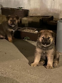 숙소 뒷마당에 오월이라는 멋진 개가 산다 최근에 세끼를 낳았다