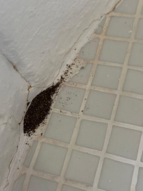 More ants