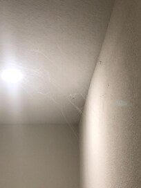 The HUGE SPIDER