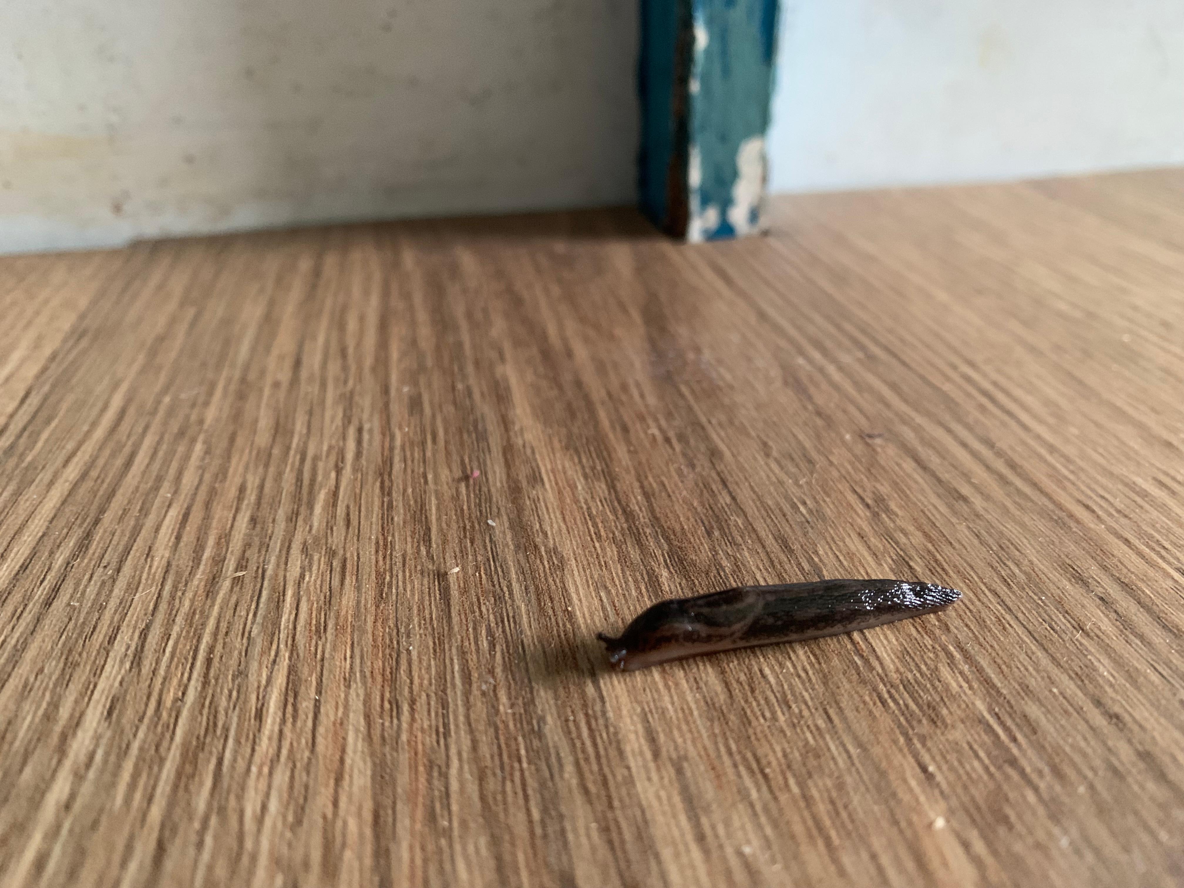 Slug in kitchen 