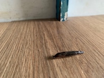 Slug in kitchen