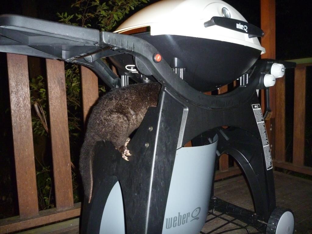 Greedy possum