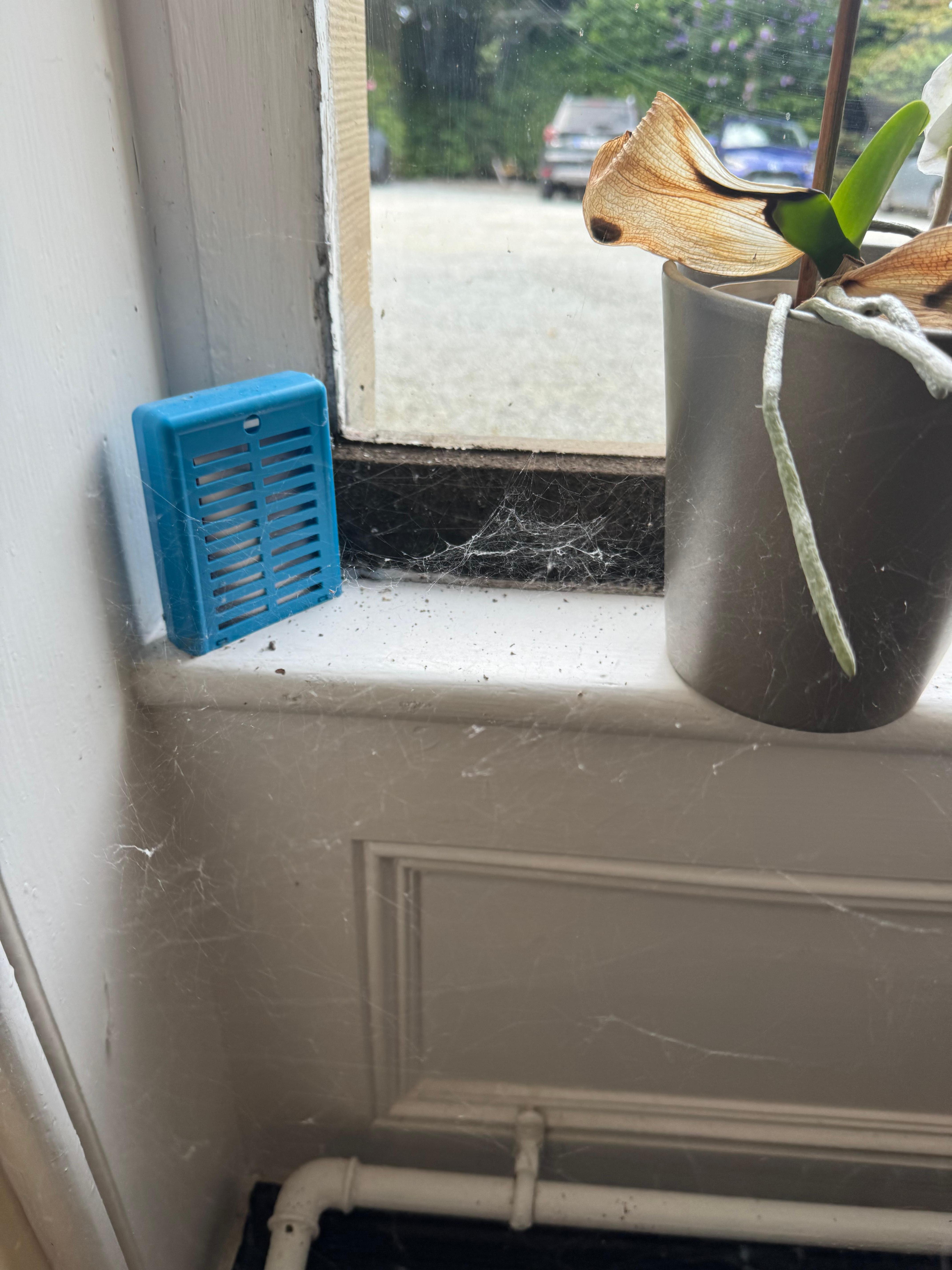 Cobwebs and dead plant at reception