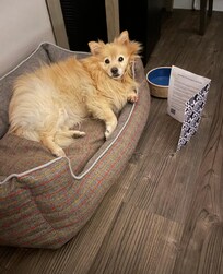 Comfy doggy bed and a lots of yummy food to choose from on the pup menu