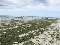 Low tide, beach full of seaweed
