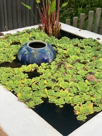 Beautiful garden in our room