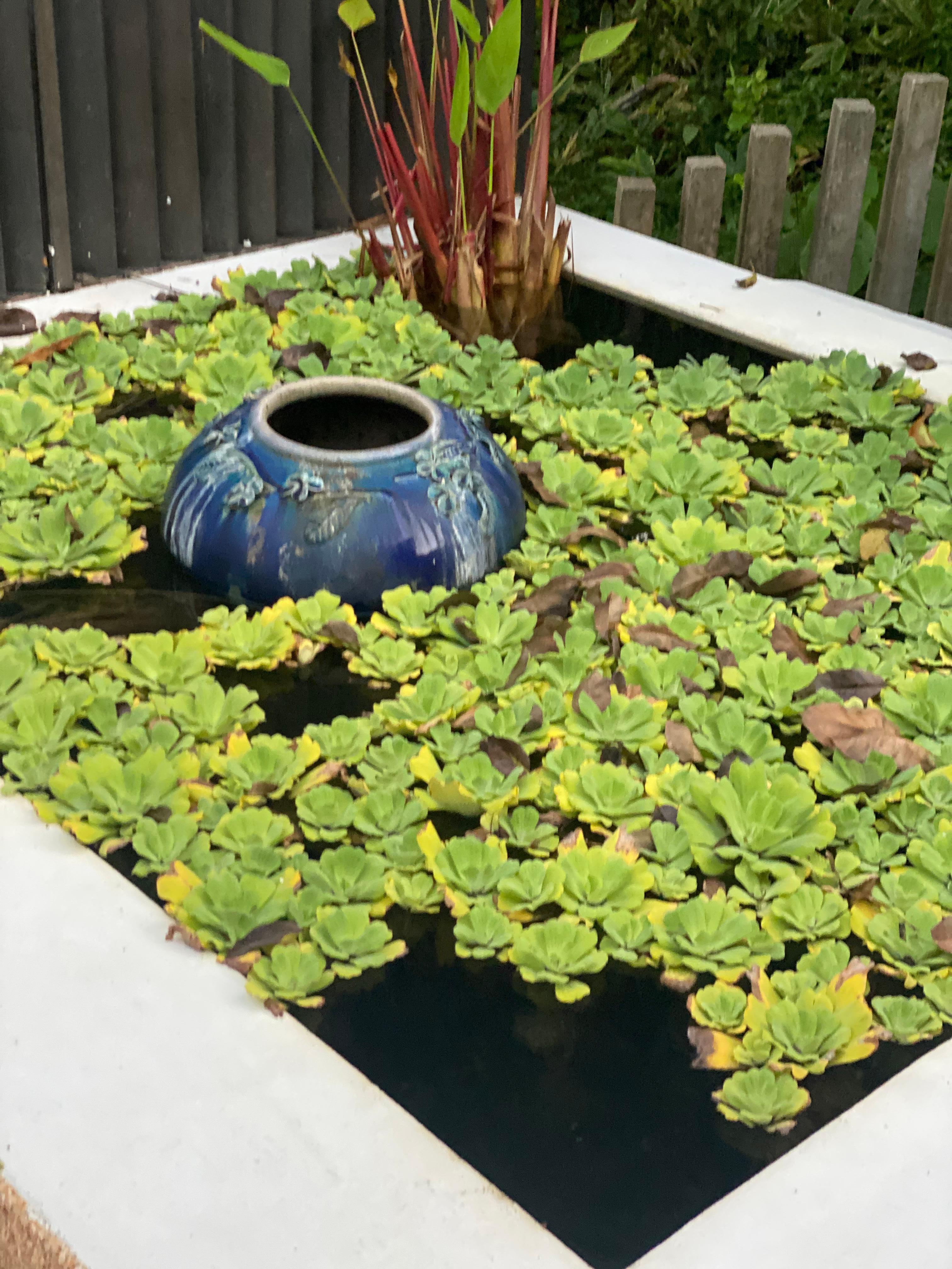 Beautiful garden in our room 