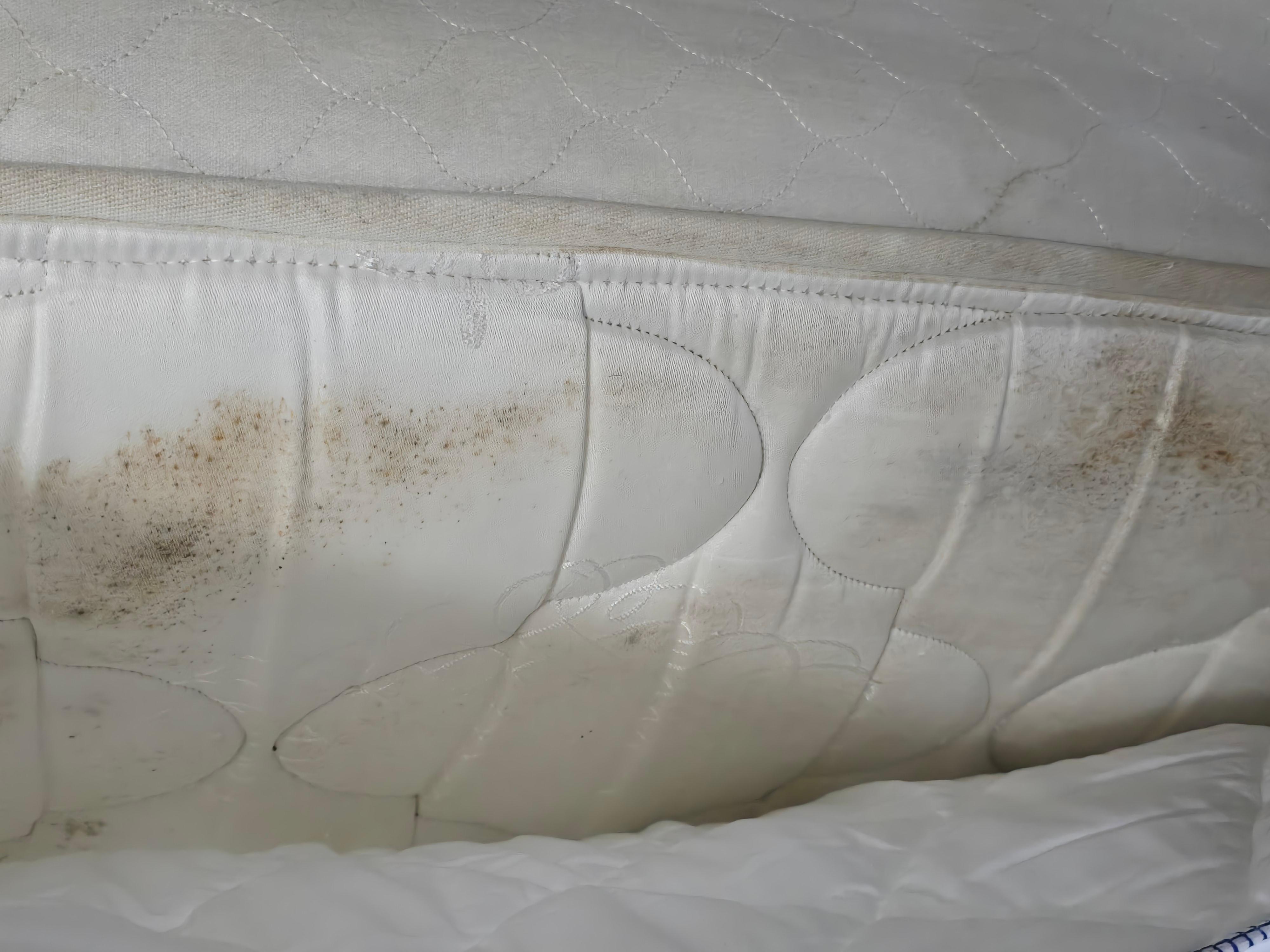 Stains from what appeared to be old bed bug feces.