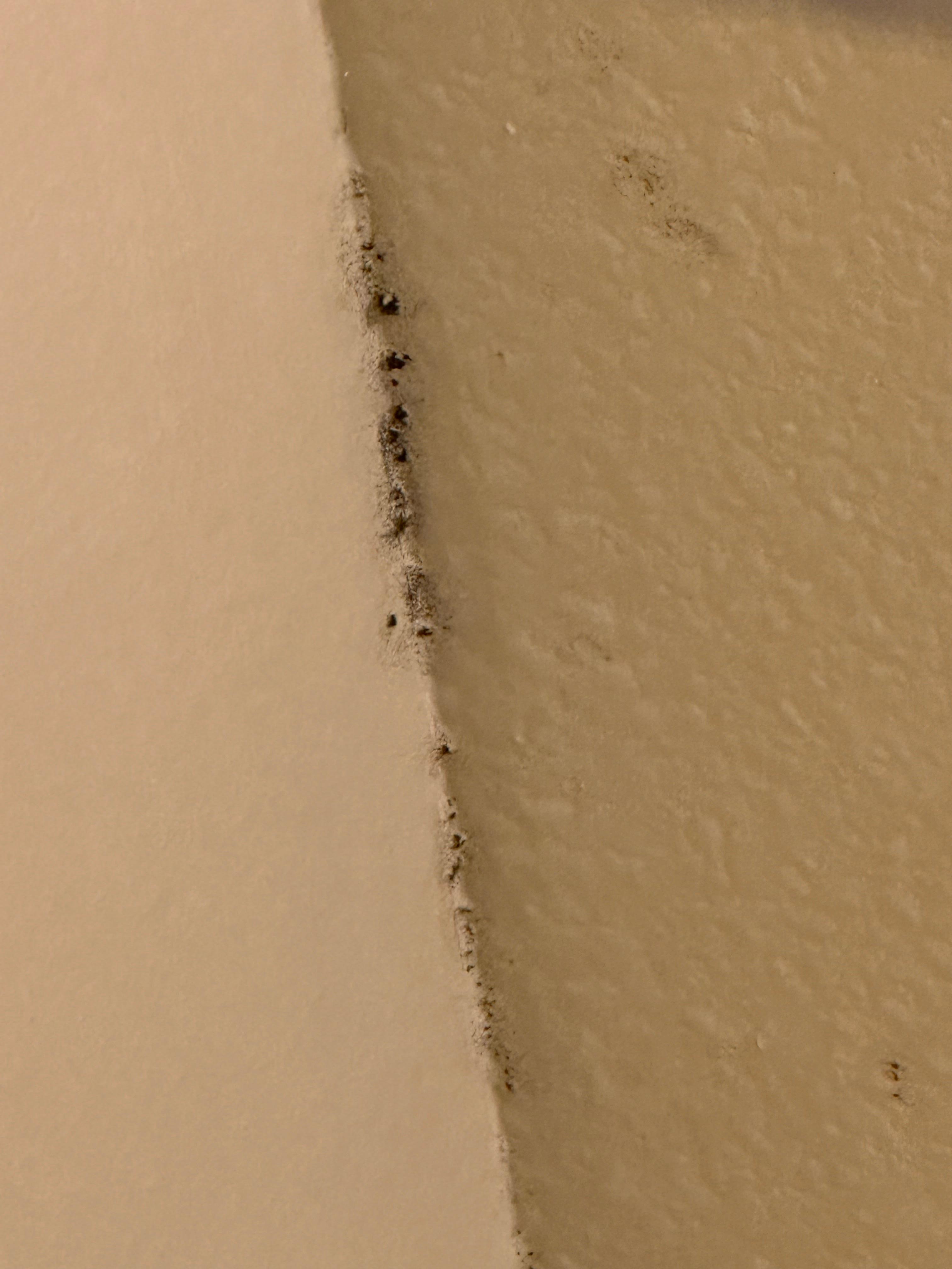 Moldy ceiling