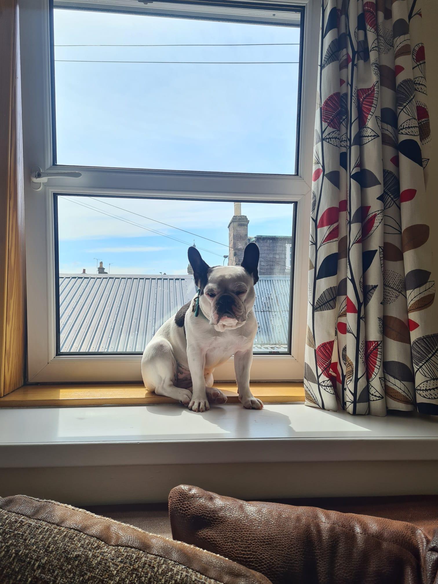 My dog enjoying the long sunny summer days