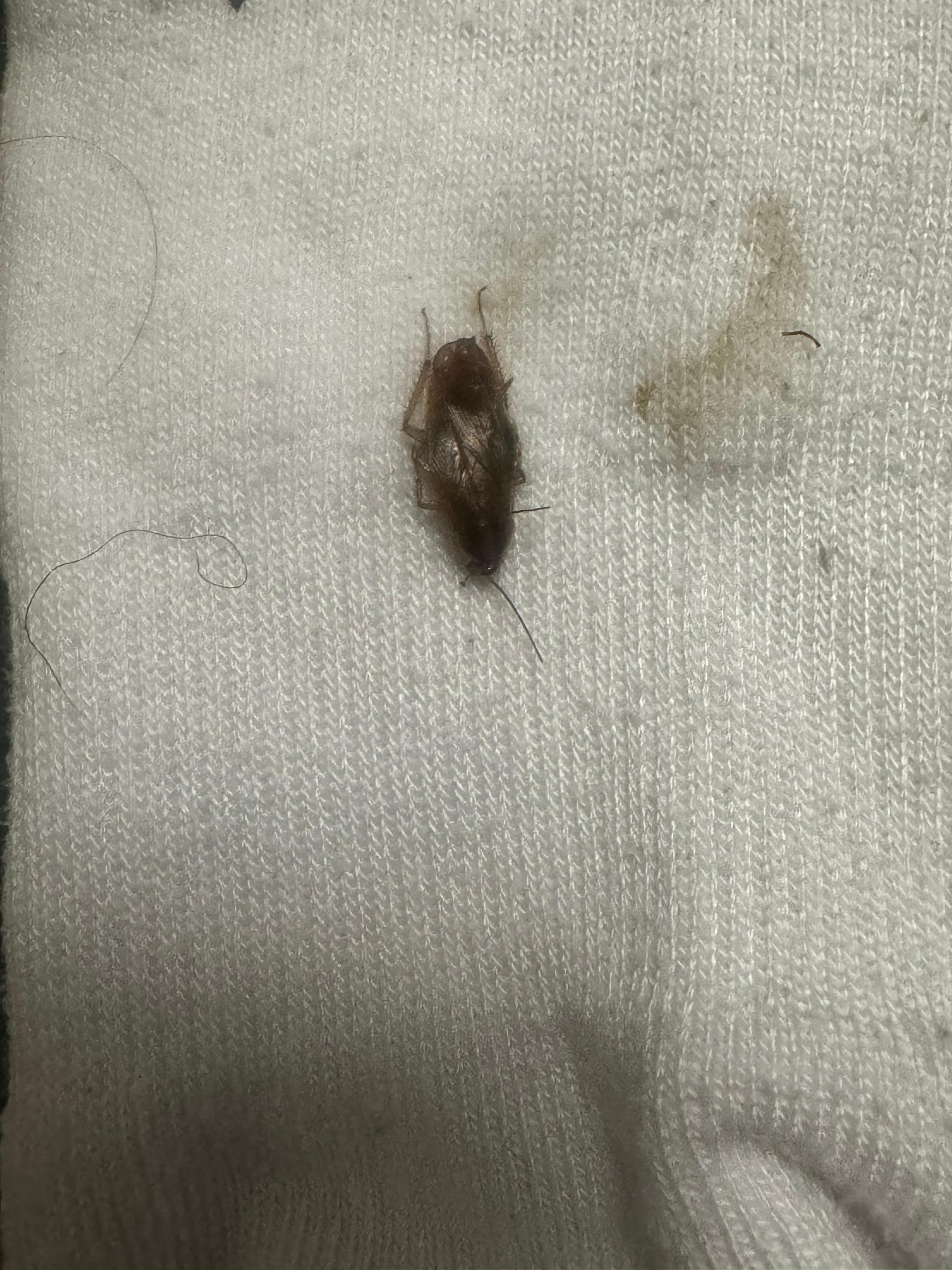 The roach that was in my hair. Can’t add the video of the one crawling on the wall