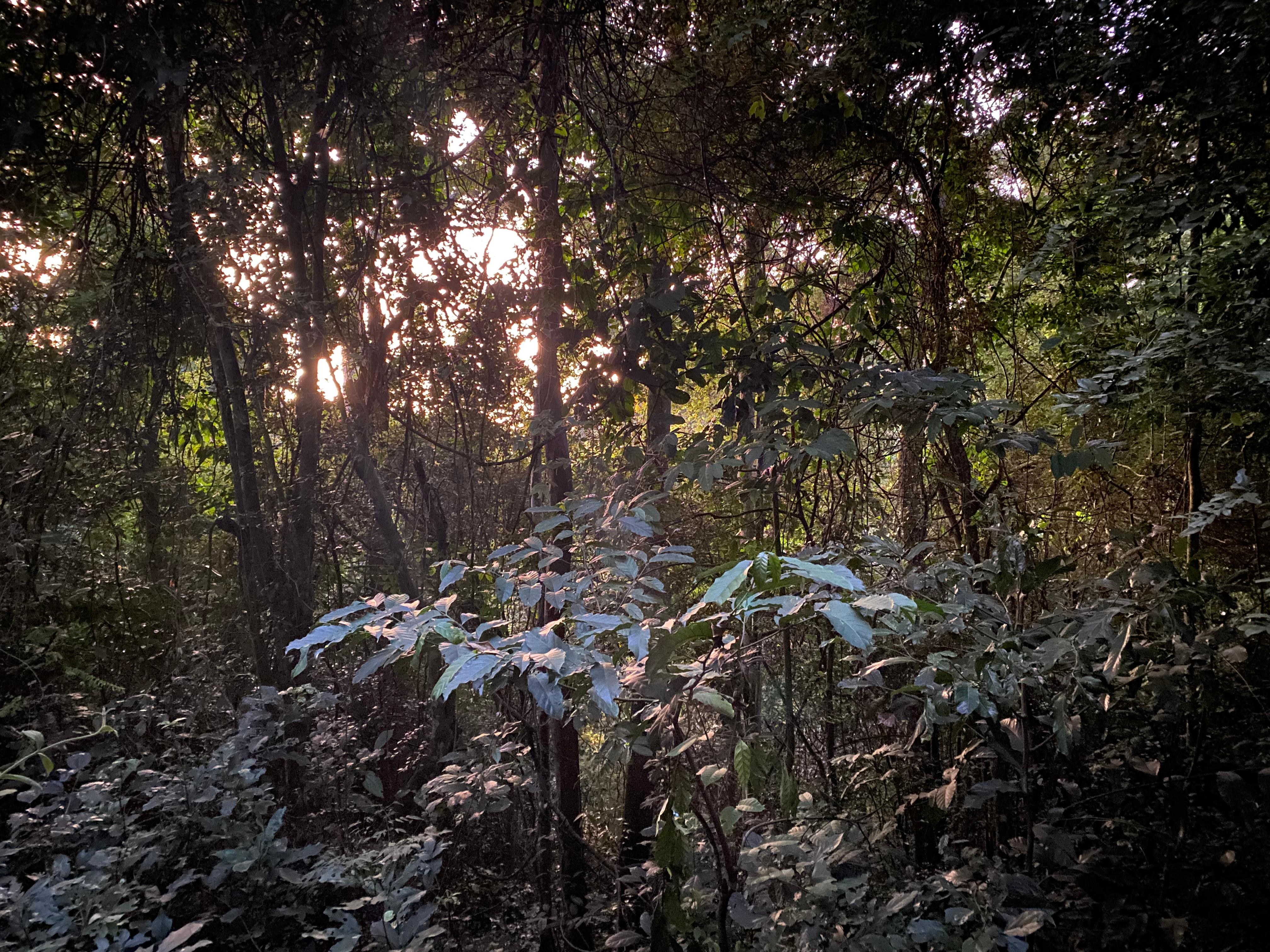 The rainforest view