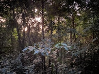 The rainforest view