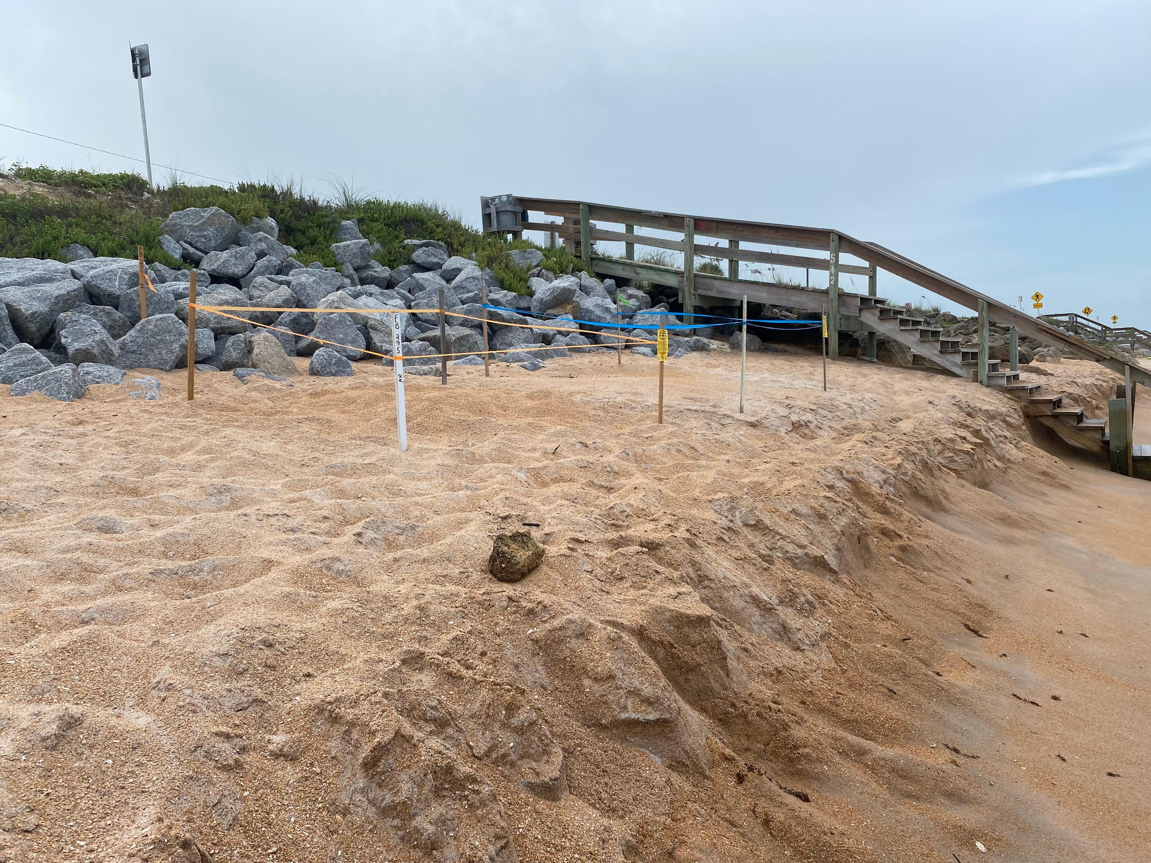 Turtle nests nearby on beach