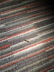 Roach on the carpet