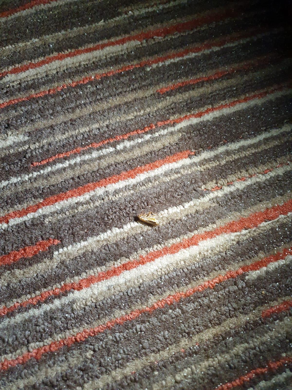 Roach on the carpet