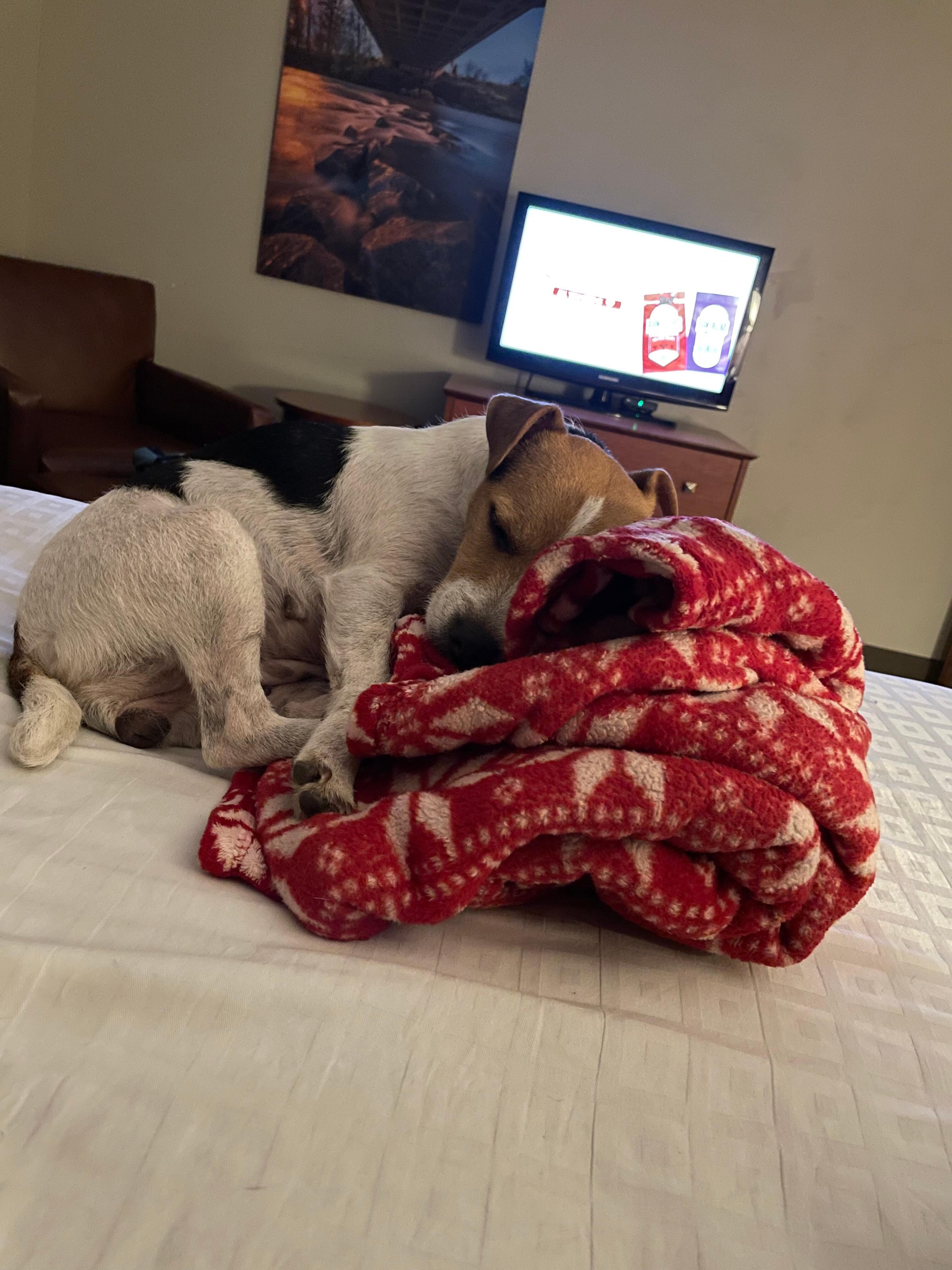 Molly worn out after a day of competing at the West End Jack Russell Trial on the comfy bed