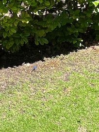 Blue wren