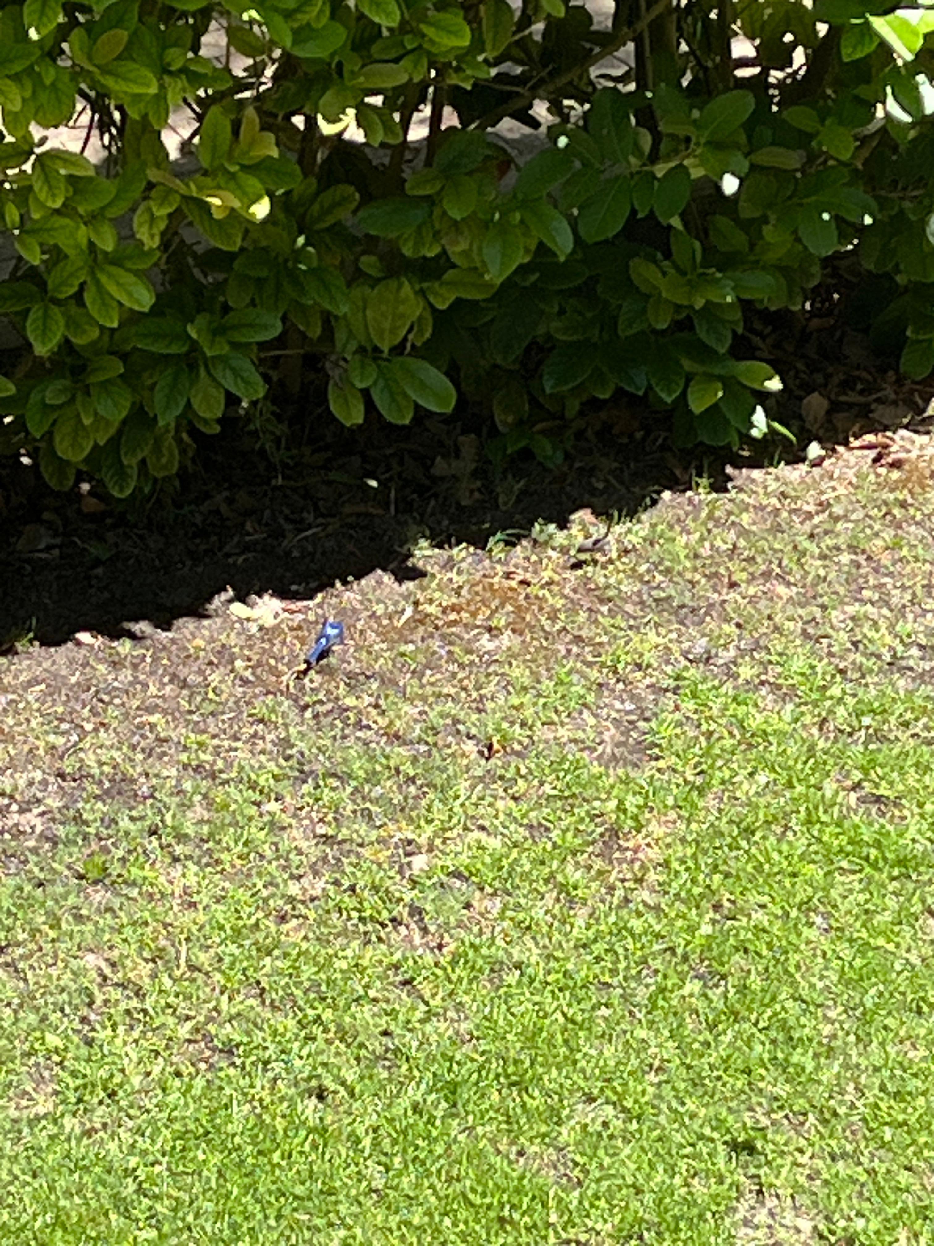 Blue wren 