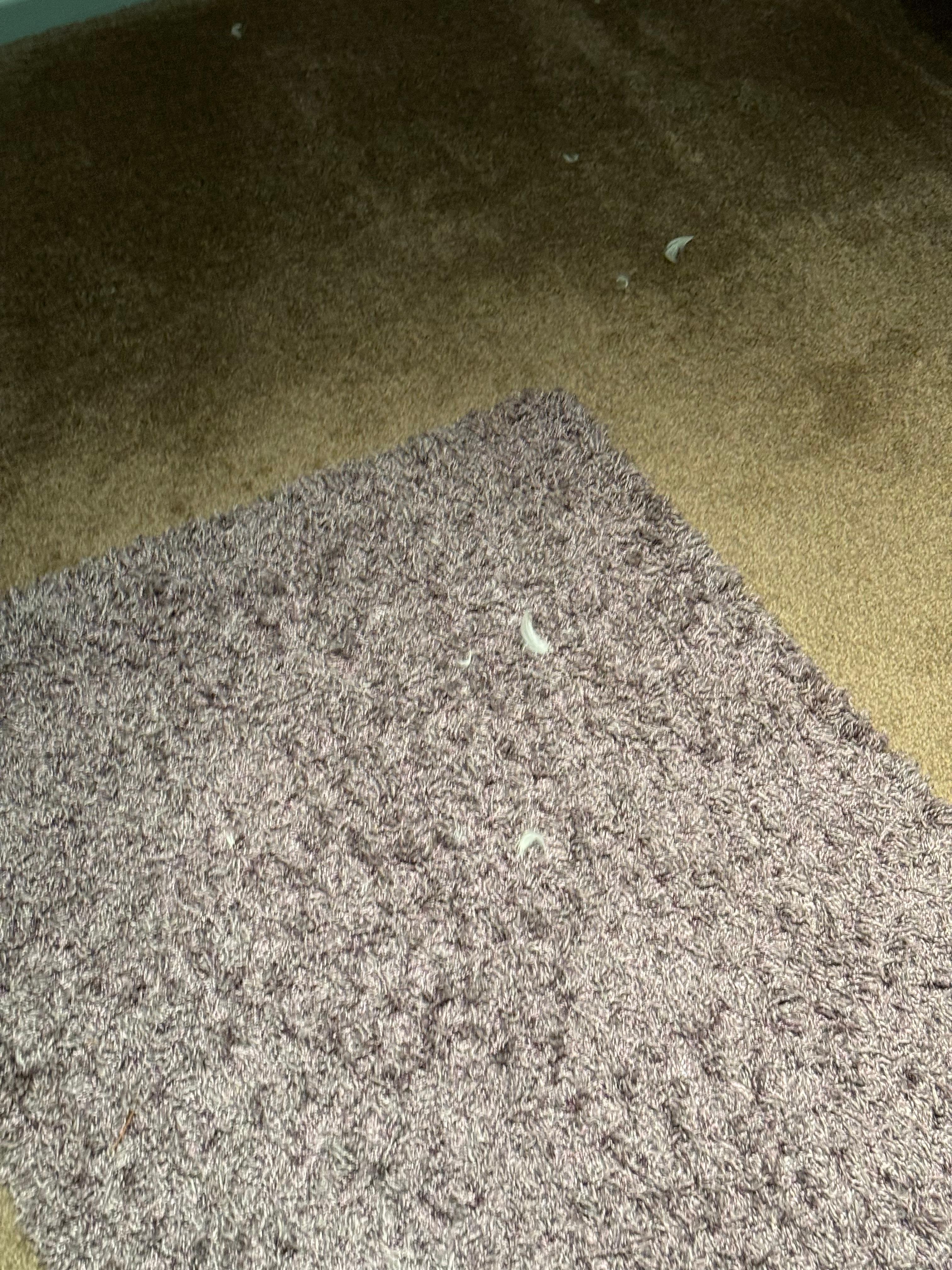 Dirty carpet