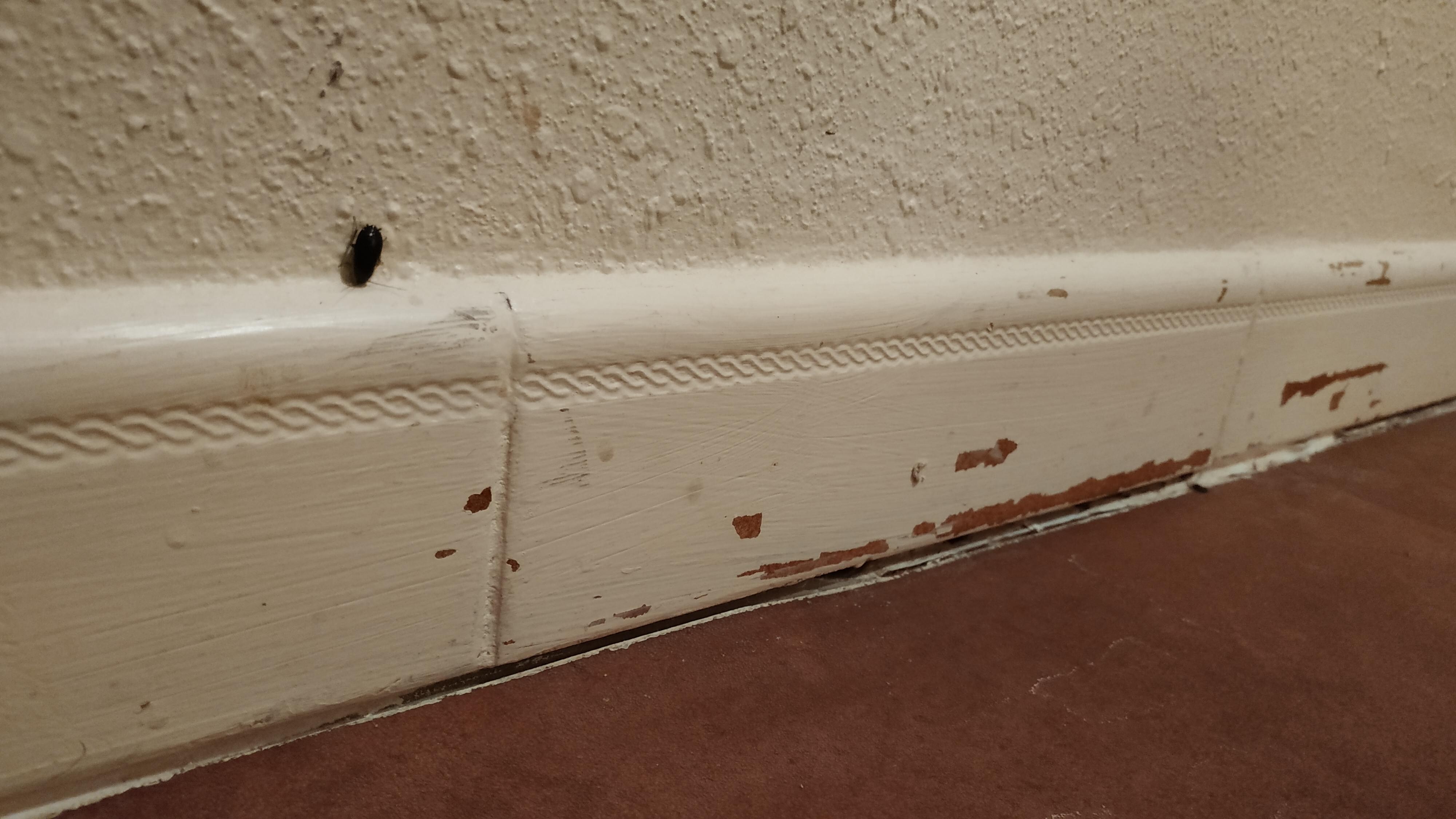 Insecte et peintures qui s'effritent
