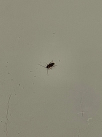 Just one of my many unexpected roommates! You too can experience this by booking a "room" at the Traveler's Inn! Nice!