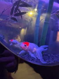 My room had goldfish roommates. Good thing they have short memories, I’m sure they’re seen a lot.