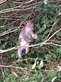 Au bout du jardin